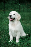 Puppies 2026